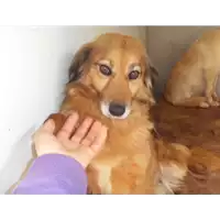 Foto dell\'animale Comune di Altavilla Irpina - 380260040534074