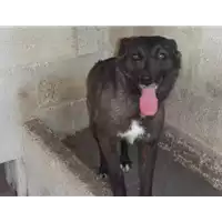 Foto dell\'animale Comune di Altavilla Irpina - 941000001568759