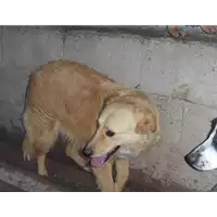 Foto dell\'animale Comune di Altavilla Irpina - 380260040184218