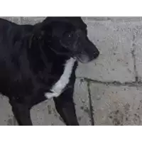 Foto dell\'animale Comune di Altavilla Irpina - 380260040184190