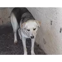 Foto dell\'animale Comune di Altavilla Irpina - 380260040182017