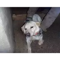 Foto dell\'animale Comune di Pietrastornina - 380260040199846