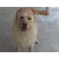 Foto dell\'animale Comune di Altavilla Irpina - 982009106219052