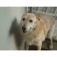 Foto dell\'animale Comune di Tufo - 380260040183855