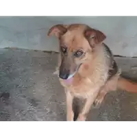 Foto dell\'animale Comune di Tufo - 380260040184152