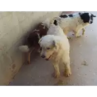 Foto dell\'animale Comune di Altavilla Irpina - 380260040184370