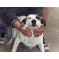 Foto dell\'animale Comune di Altavilla Irpina - 941000001597996
