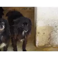 Foto dell\'animale Comune di Montefredane - 380260040182565