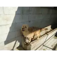 Foto dell\'animale Comune di Amorosi - 968000001990519