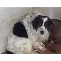 Foto dell\'animale Comune di Amorosi - 380260040191212