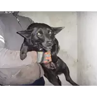 Foto dell\'animale Comune di Amorosi - 968000002403551