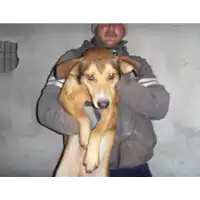 Foto dell\'animale Comune di Amorosi - 968000002400798