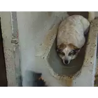 Foto dell\'animale Comune di Puglianello - 968000001987591