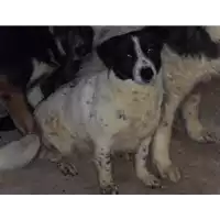 Foto dell\'animale  - 380260040191260