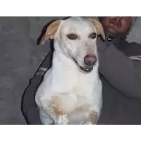 Foto dell\'animale Comune di Amorosi - 941000001826727