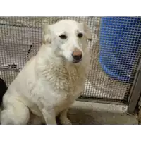 Foto dell\'animale Comune di Amorosi - 941000001828346