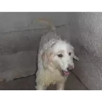 Foto dell\'animale Comune di Vitulano - 968000002018008