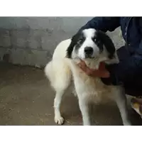 Foto dell\'animale Comune di Arpaia - 380260040642205