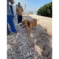Foto dell\'animale Comune di Roccabascerana - 380260040534257