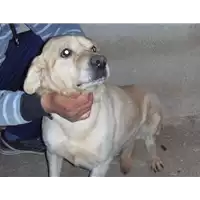 Foto dell\'animale  - 380260040643846