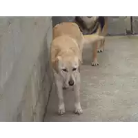 Foto dell\'animale Comune di Paduli - 380260040726275
