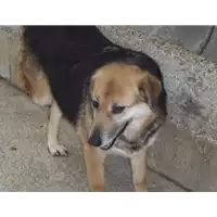 Foto dell\'animale Comune di Paduli - 380260040726768