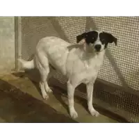 Foto dell\'animale  - 380260040643257