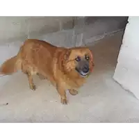 Foto dell\'animale Comune di Amorosi - 380260040643375