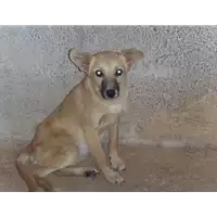 Foto dell\'animale Comune di Amorosi - 380260040659674