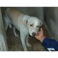 Foto dell\'animale Comune di Vitulano - 968000001987759