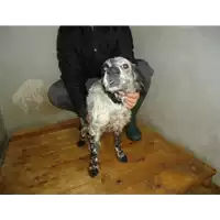Foto dell\'animale Comune di Paduli - 380260040638114