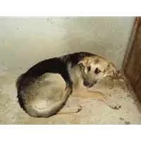Foto dell\'animale  - 380260040634410