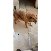 Foto dell\'animale Comune di Montemiletto - 380260041148782