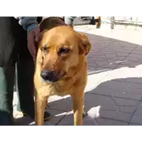 Foto dell\'animale Comune di Grottolella - 380260041182333