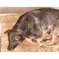 Foto dell\'animale Comune di Paduli - 380260040638823