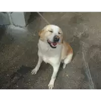 Foto dell\'animale Comune di Amorosi - 380260040638963