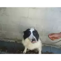 Foto dell\'animale Comune di Amorosi - 380260040637421