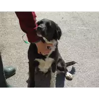 Foto dell\'animale Comune di Paduli - 380260040633560