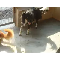 Foto dell\'animale Comune di Castelpoto - 380260040633613