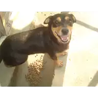 Foto dell\'animale Comune di Bonea - 380260040639659