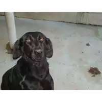 Foto dell\'animale Comune di Castelpoto - 380260041232774