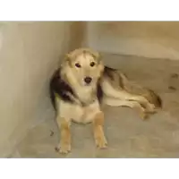 Foto dell\'animale Comune di Pietrastornina - 380260041039539