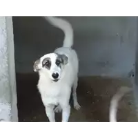 Foto dell\'animale Comune di Arpaia - 380260040639408