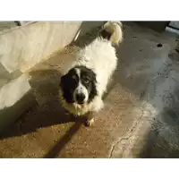 Foto dell\'animale Comune di Cervinara - 380260041033244