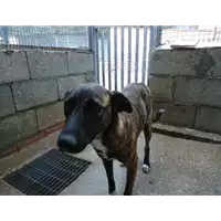 Foto dell\'animale Comune di Castelpoto - 380260041246143