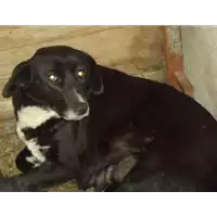 Foto dell\'animale Comune di Cervinara - 380260042095340