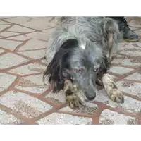 Foto dell\'animale Comune di Vitulano - 380260041195789