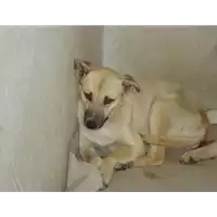 Foto dell\'animale Comune di Cervinara - 380260042095366