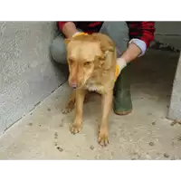 Foto dell\'animale Comune di Roccabascerana - 380260041174490