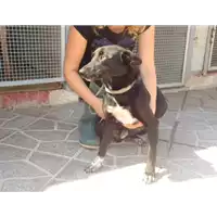 Foto dell\'animale  - 380260041195051